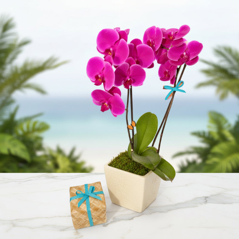 Maui's Finest Gifts Hawaii Live Maui Orchid with Manoa Chocolate Collection