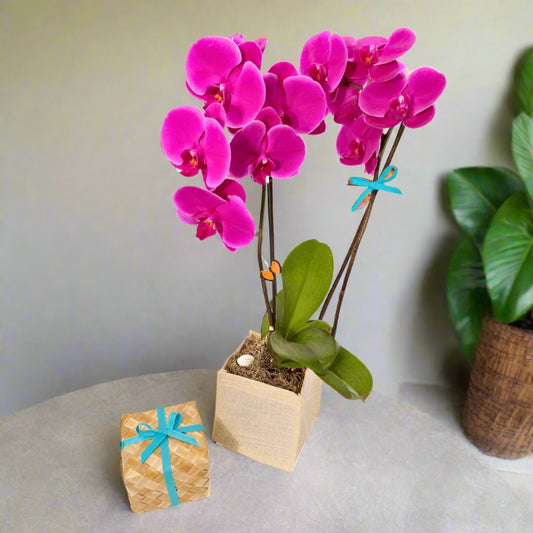 Pink orchids in a wooden planter with a small gift box on a light surface.